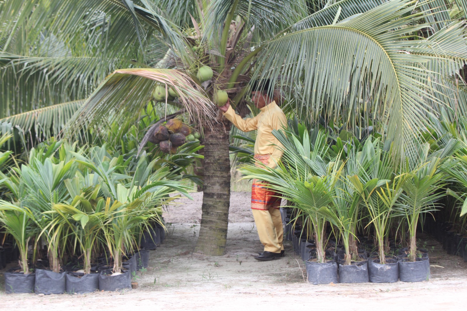 Kepala Desa KBA Desa Pantai Cermin Kanan Basaruddin di perkebunan kelapa genjah pandan wangi wilayah KBA Desa Pantai Cermin Kanan.