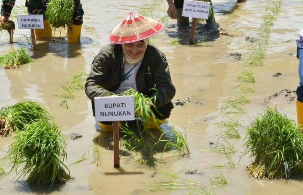 Bupati Nunukan Ikut Menanam Padi dala Gerakan Tanam Padi di Temu Lapang Petani FFD 2024 Sebatik