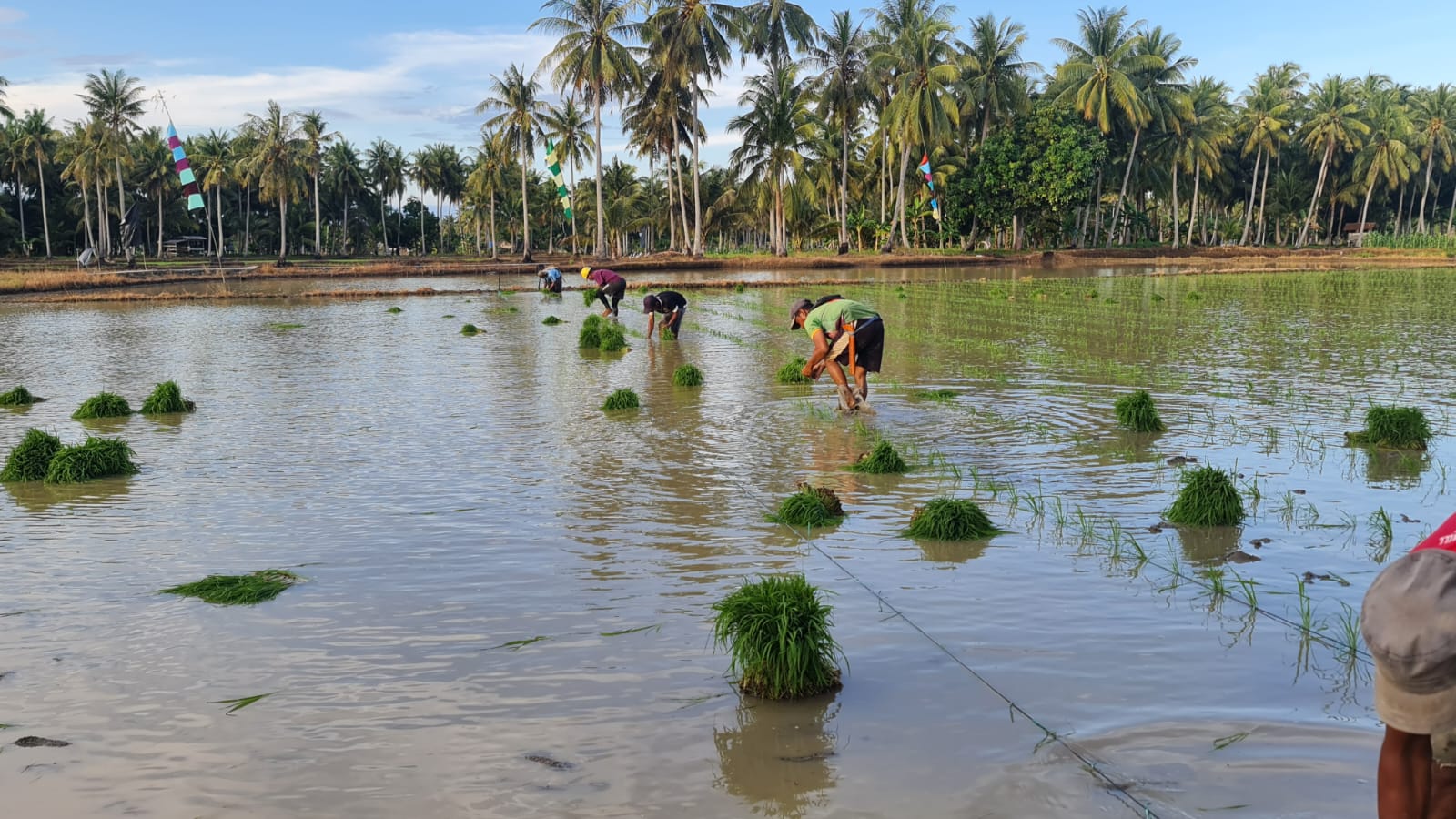 Farmer Field Day Hari Temu Lapang Petani dan Gerakan Penanaman Padi di Desa Tanjung Aru Sebatik.