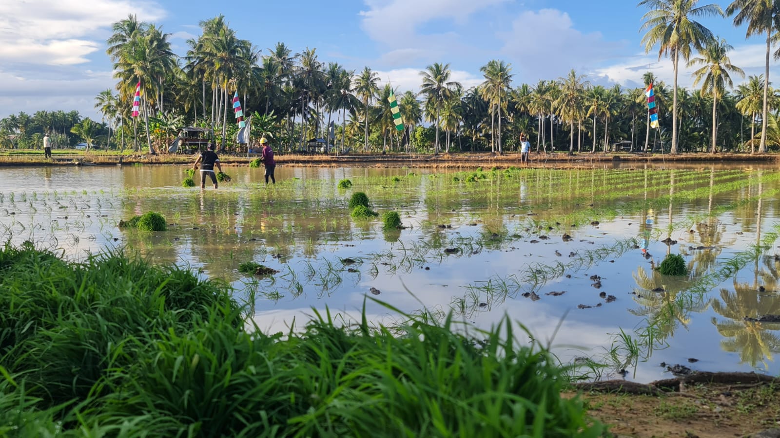 Farmer Field Day Hari Temu Lapang Petani dan Gerakan Penanaman Padi di Desa Tanjung Aru Sebatik.