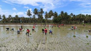 Lomba Tanam Padi Dan Tangkap Bebek Warnai Hari Temu Lapang Petani Sebatik.