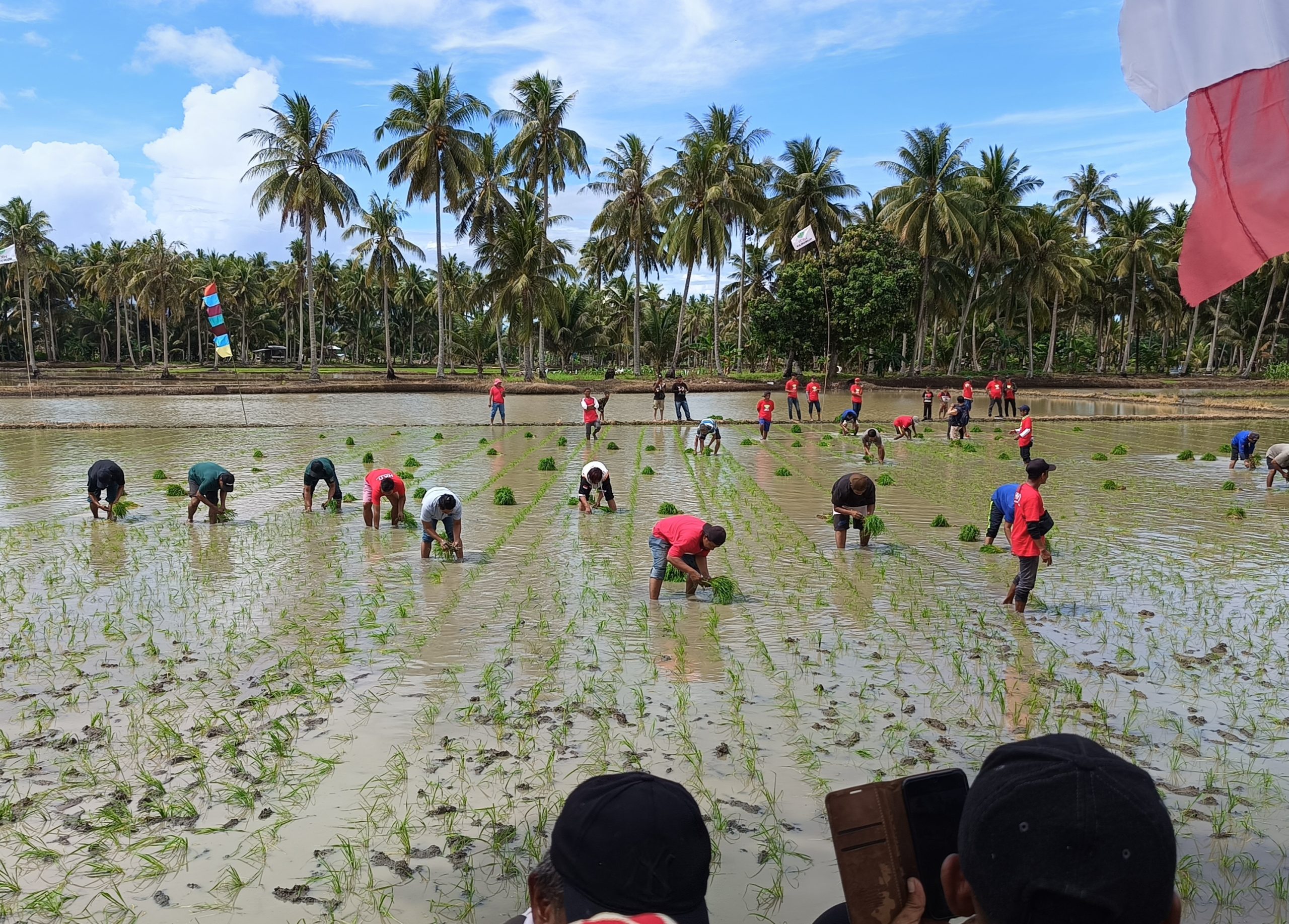 Lomba Tanam Padi Farm Field Day Sebatik