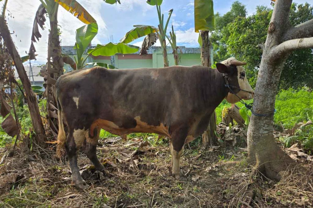 Tebar Kebaikan, PT. Annur Kaltara Arafah Qurban Sapi Limosin 1 Ton