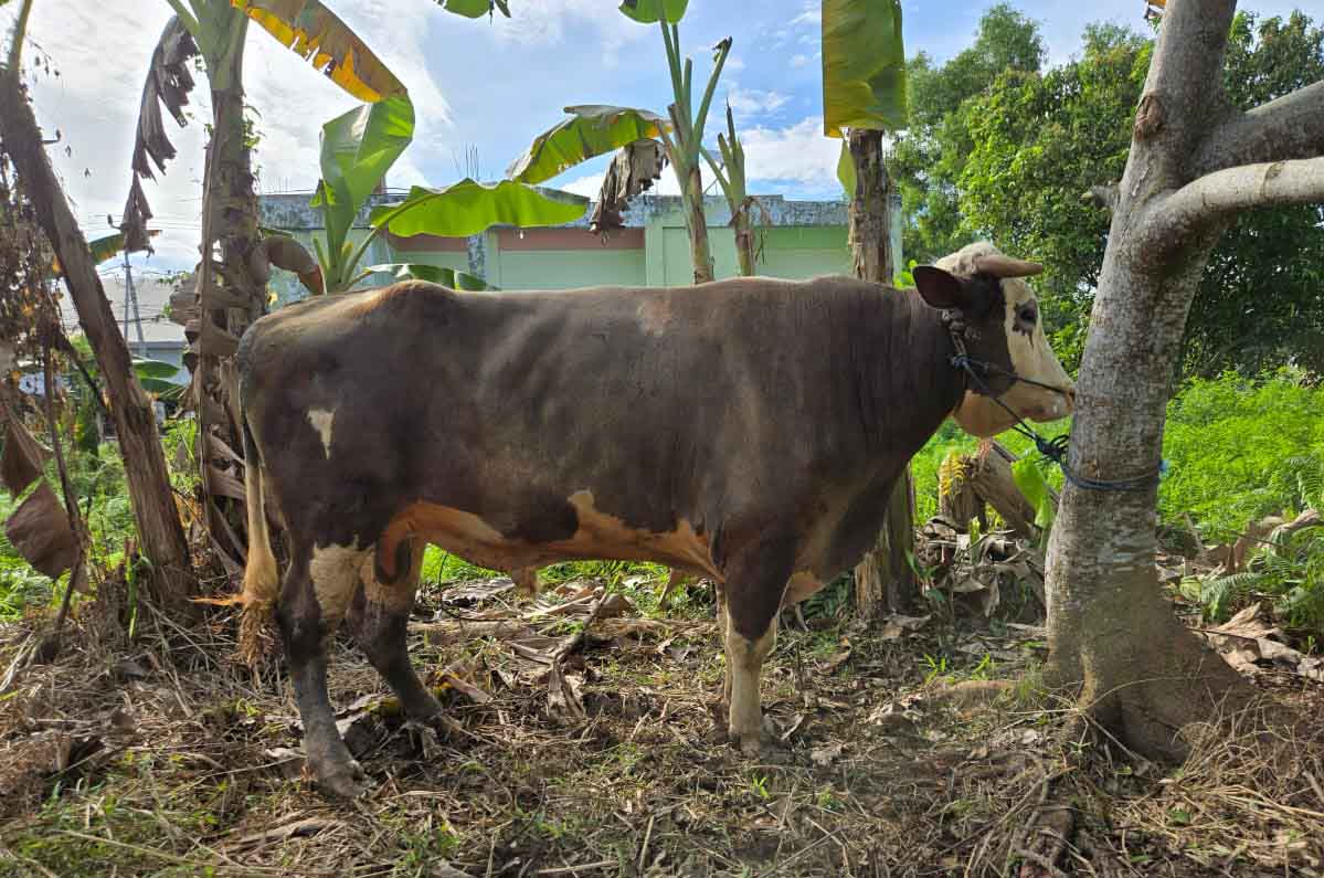 Tebar Kebaikan, PT. Annur Kaltara Arafah Qurban Sapi Limosin 1 Ton