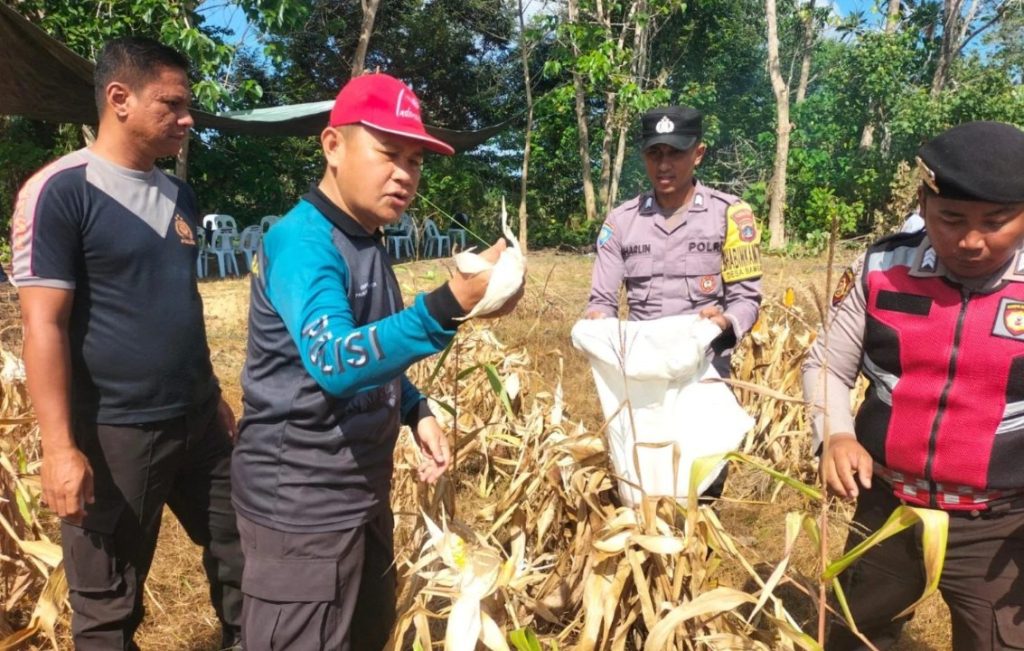 Dukung Ketahanan Pangan, Polsek Nunukan Barat Dampingi Petani Jagung di Desa Bambangan
