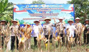 Sinergi Polri dan Petani, Panen Jagung Serentak Digelar di Kaltara