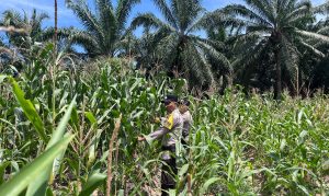Polsek Nunukan Monitoring Ketahanan Pangan Nasional Di Tabur Lestari Seimenggaris