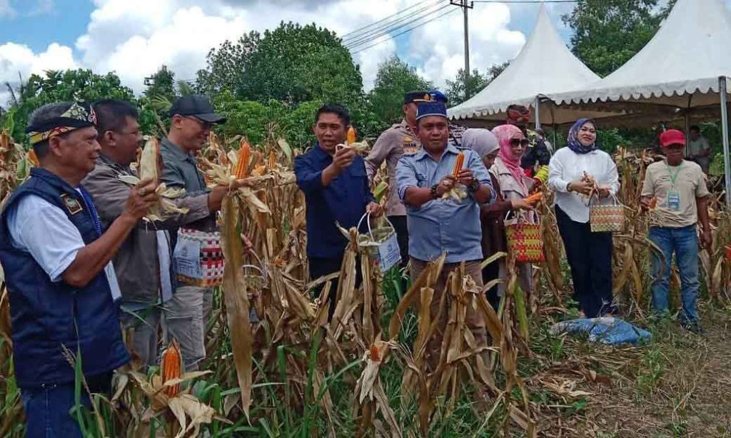 Panen Jagung Di Nunukan, Komisi II Dorong Agrohub Komoditas Jagung Bagi Petani