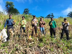 Dukung Swasembada Pangan, Polsek Sebatik Barat Panen Jagung Pipil Di Desa Bambangan.