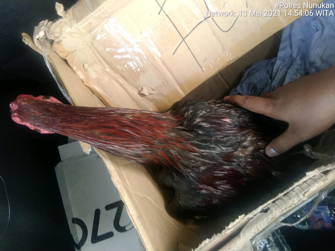 Polres Nunukan menyita 6 ekor ayam sebagai Bukti Praktek Judi Sabung Ayam di Tanjung Harapan.