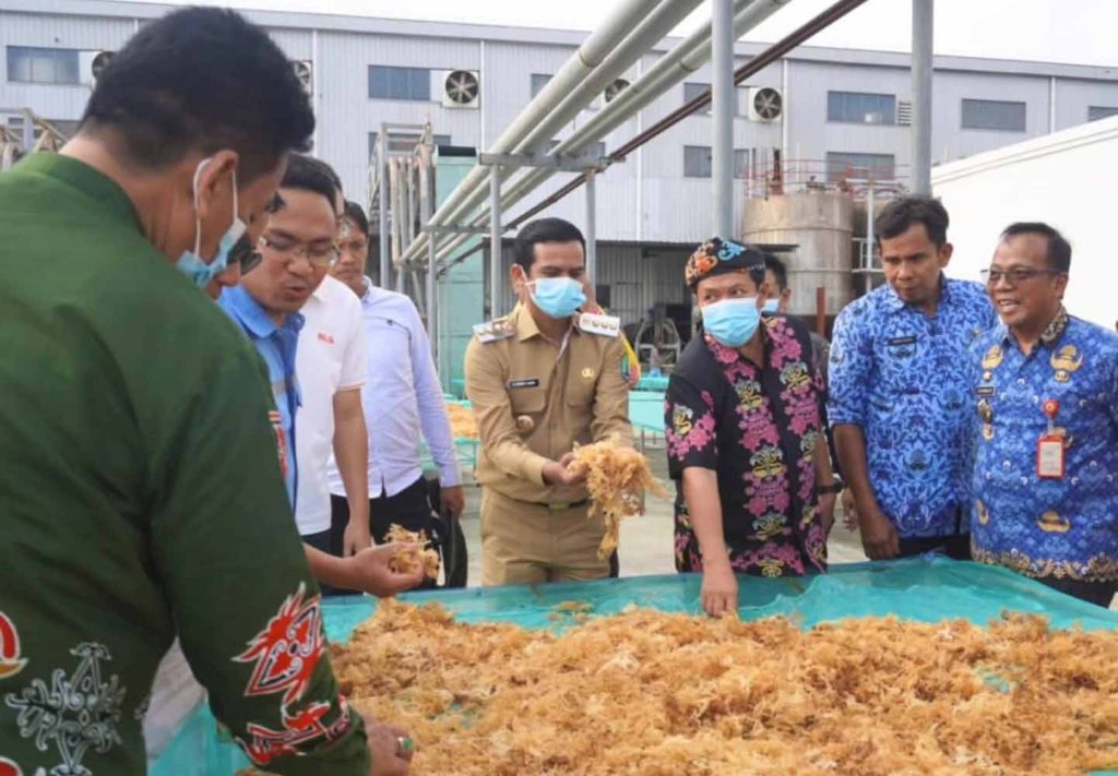 Bupati Nunukan Tinjau Pabrik PT. BLG Pinrang, Dorong Kemitraan Rumput Laut