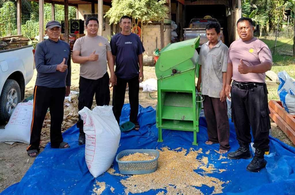 Dukung Ketahanan Pangan, Polsek Sebatik Timur Pipil Jagung di Desa Lapri