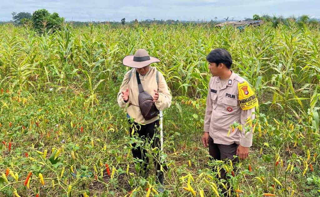 Polsek Sebuku Dampingi Warga Siapkan Lahan Jagung Pipil