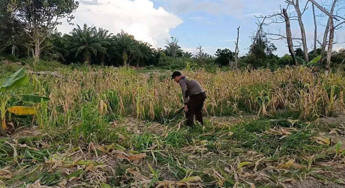 Dukung Ketahanan Pangan Nasional, Polda Kaltara Maksimalisasi Lahan Pertanian