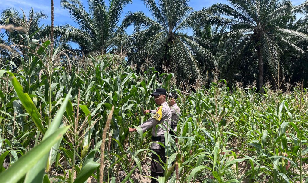 Polsek Nunukan Monitoring Ketahanan Pangan Nasional Di Tabur Lestari Seimenggaris