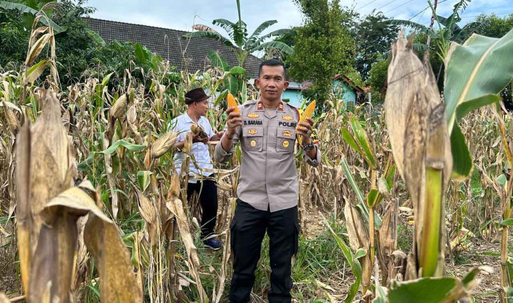 Polsek Nunukan Panen Jagung Program Ketahanan Pangan untuk Mendukung Swasembada Pangan Nasional