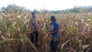 Dukung Swasembada Pangan, Bhabinkamtibmas Mansapa Pantau Perkembangan Jagung Siap Panen