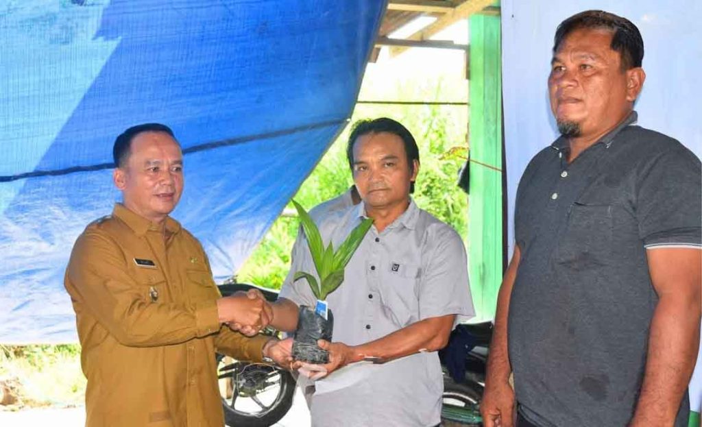 Produktivitas Sawit dan Kakao Bulungan Masih Rendah, Pemkab Soroti Potensi Pendapatan Petani